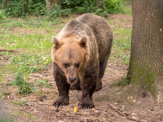 Brown bear standing in a forest and eating carrots. Cute wild animal observing its environment with attention. Green leaves and tall trees in the background.