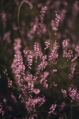 beautiful heatland moorland heather purple flowers in the woods