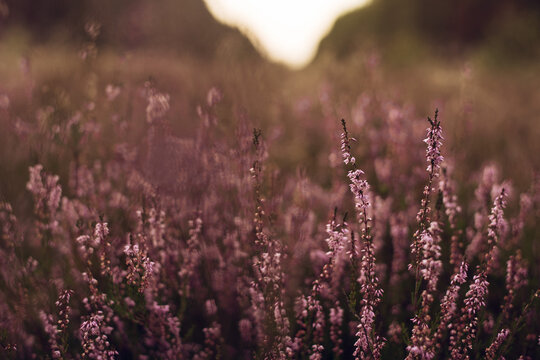 beautiful heatland moorland heather purple flowers in the woods