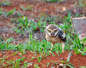 Burrowing owl on grass floor in closed focus with selective focus.