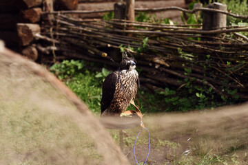 falcons hawks birds of prey zoo