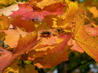 Wasp on yellow autumn leaves.
