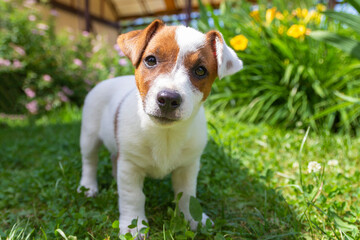 Jack Russell Terrier puppy on grass. Puppy Jack Russell Terrier plays in the bright green carpet closeup. Favorite pet