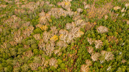 Deciduous birch with branches spread between evergreens A