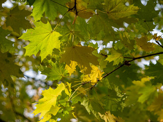 Colorful leaves in the autumn in the park