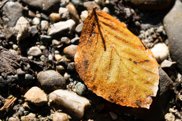 Buchenblatt im Herbst auf dem Boden