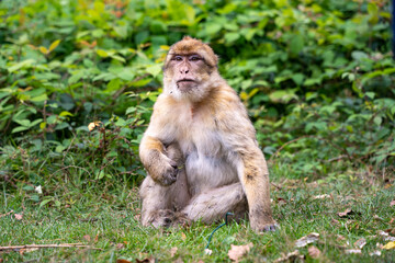 Naklejka na ściany i meble Barbary ape sitting on the ground and eating blades of grass. Brown monkey in nature. Magot in a natural park in Germany. Macaques outdoor in europe. Animal wildlife