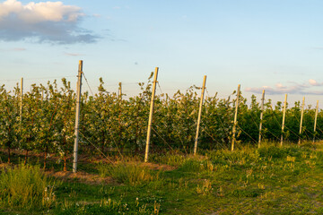 Obraz premium Blooming apple orchard. Trellis gardening.