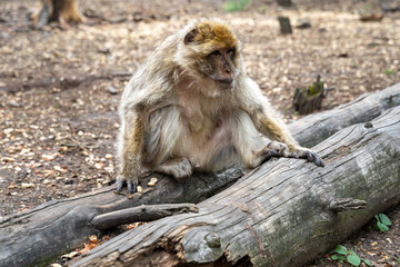 Barbary ape sitting on a tree and looking around. Brown monkey in nature. Magot in a natural park in Germany. Macaques outdoor in europe. Animal wildlife.