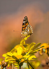 butterfly on flower