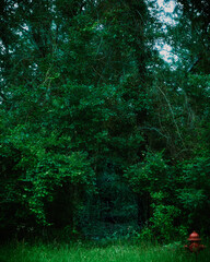 Forest - Entrance at the Fire Hydrant