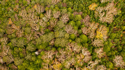 Deciduous birch with branches spread between evergreens B