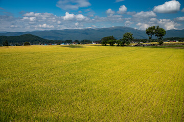 Paddy fields in Japan where rice on the verge of harvest grows