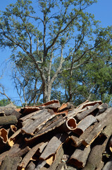 Stripping cork bark