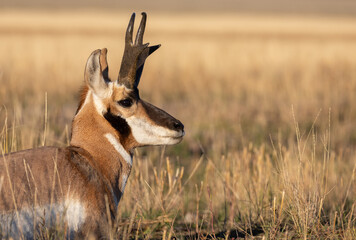 Pronghorn Antelope Buck in Autumn in Wyoming © natureguy