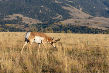 Fototapeta premium Pronghorn Antelope Buck in Autumn in Wyoming