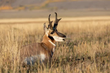 Fotobehang Pronghorn Antilope Buck in de herfst in Wyoming © natureguy