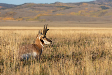 Pronghorn Antelope Buck in Autumn in Wyoming