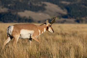 Naklejka na ściany i meble Pronghorn Antelope Buck in Autumn in Wyoming