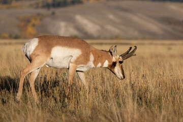 Pronghorn Antelope Buck in Autumn in Wyoming