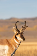 Pronghorn Antelope Buck in Autumn in Wyoming