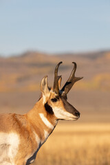Pronghorn Antelope Buck in Autumn in Wyoming