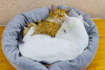 Two cats lying in their soft cozy cat bed