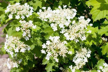 Flowers of the medicinal plant Viburnum opulus in spring on a sunny day. High quality photo
