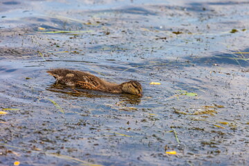 Duck wild on a pond water in the summer
