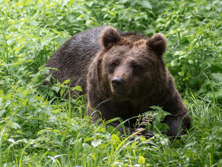 Brown bear lying between green plants on a meadow and looking around. Cute wild animal observing its environment.