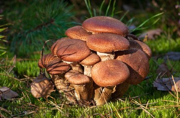 Mushroom family in the forest close up