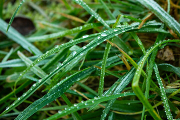 Water drops on fresh green grass