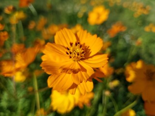 Orange Cosmo Wildflowers