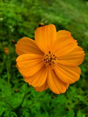 Orange Cosmo Wildflower