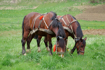 Couple of beautiful horses in harness eats grass at the meadow