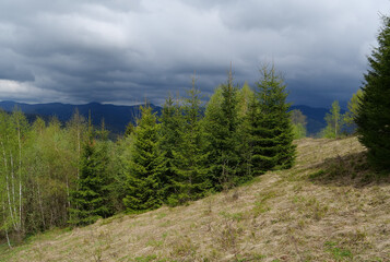 View of forest in mountains