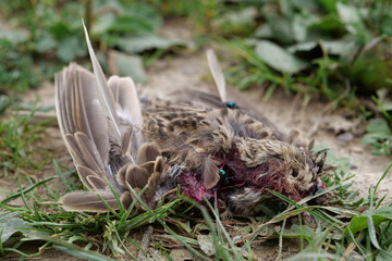 Dead bird lies on agricultural field, flies crawl on it