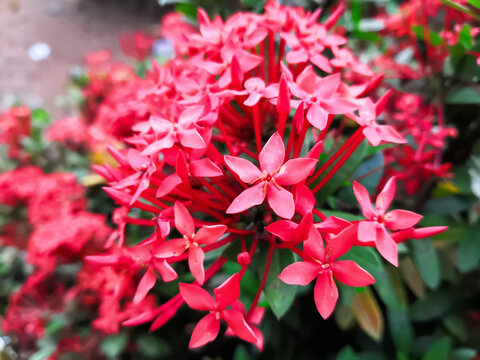 Indian Red Ixora Flower Or Indian Jasmine. Selective Focus