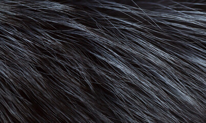 Black fox fur close up. Background of gray animal fur chinchilla, texture of fur pile. Eco-wool, eco-leather artificial fur.