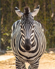 Portrait of a zebra, with the cientific name 