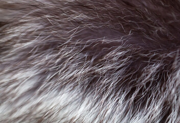 Black fox fur close up. Background of gray animal fur chinchilla, texture of fur pile. Eco-wool,...