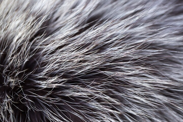 Black fox fur close up. Background of gray animal fur chinchilla, texture of fur pile. Eco-wool, eco-leather artificial fur.