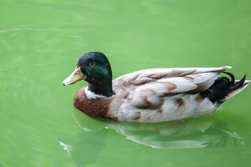 Male Mallard Ducks at the Lake. Birds and animals in wildlife. Close up of a Mallard Duck.