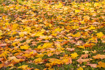 Yellow autumn leaves on the ground