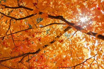 Rays of sunlight show through a beautiful, vibrant, orange maple tree in autumn
