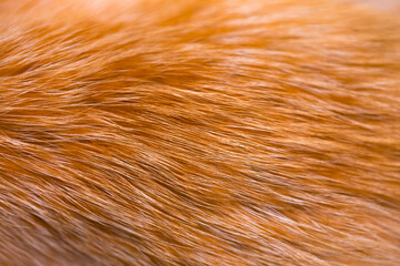 Fox fur close up. Redhead animal fur background, fur pile texture. Eco-wool, eco-leather artificial fur.