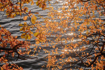 Oak and birch branches with purple foliage in the light haze of the soft lens on the background of lake water in the sun glare. Background