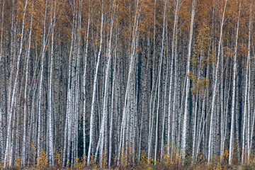Autumn scenery. Beautiful gold fall in forest. Beautiful scene with birches in yellow autumn birch forest in october among other birches in birch grove