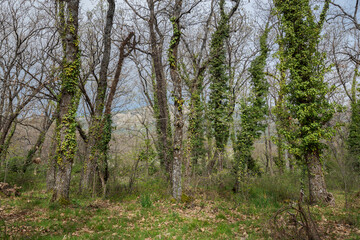 Fototapeta na wymiar Forest of Pyrenean oak, Quercus pyrenaica, in the Bosque de La Herreria, a Natural Park in the municipality of San Lorenzo de El Escorial, province of Madrid, Spain