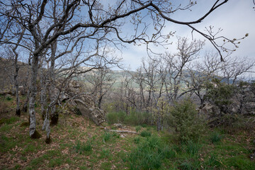 Forest of Pyrenean oak, Quercus pyrenaica, in the Bosque de La Herreria, a Natural Park in the municipality of San Lorenzo de El Escorial, province of Madrid, Spain